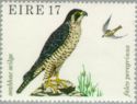 Peregrine Falcon (Falco peregrinus)