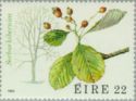 Irish Whitebeam (Sorbus hibernica)