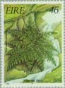 Killarney Fern (Trichomanes speciosum)