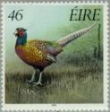 Common Pheasant (Phasianus colchicus)