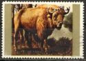 European Bison (Bos bonasus)