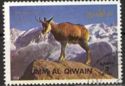 Alpine Chamois (Rupicapra rupicapra)