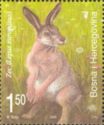 European Hare (Lepus europaeus)