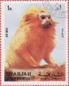 Golden Lion Tamarin (Leontopithecus rosalia)