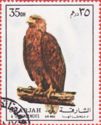 Golden Eagle (Aquila chrysaetos)
