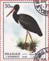 Black Stork (Ciconia nigra