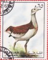 Great Bustard (Otis tarda)