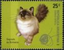 Burmese (Felis silvestris catus)