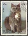 Persian Blue (Felis silvestris catus)