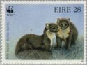 Pair of Pine Marten (Martes martes)