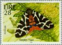 Garden Tiger Moth (Arctia caja)