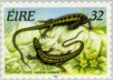 Common Lizard (Lacerta vivipara)