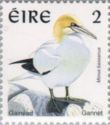 Northern Gannet (Morus bassanus)