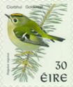 Goldcrest (Regulus regulus)