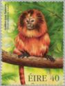 Golden Lion Tamarin (Leontopithecus rosalia)