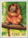 Golden Lion Tamarin (Leontopithecus rosalia)