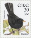 Common Blackbird (Turdus merula)
