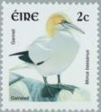 Northern Gannet (Morus bassanus)