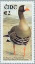 Greenland White-fronted Goose (Anser albifrons flavirostris)