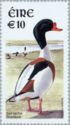 Common Shelduck (Tadorna tadorna)