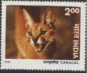 Caracal (Caracal caracal)