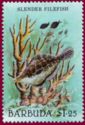 Slender Filefish (Monacanthus tuckeri) 