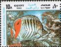 Eritrean Butterflyfish (Chaetodon paucifasciatus)