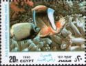 Red Sea Clownfish (Amphiprion bicinctus)