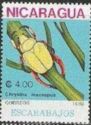 Shining Leaf Chafer (Chrysina macropus)
