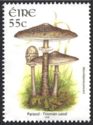 Parasol (Macrolepiota procera)