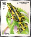 Fire-bellied Toad (Bombina bombina)