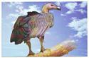 White-rumped Vulture