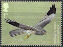 Montagu’s Harrier (Circus pygargus)