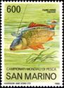 World Angling championships- Common Carp (Cyprinus carpio)