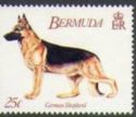 German Shepherd (Canis lupus familiaris)