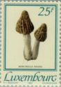 Morchella favosa