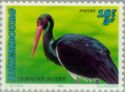 Black Stork (Ciconia nigra)