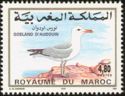 Audouin's Gull (Ichthyaetus audouinii)