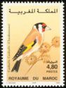 European Goldfinch (Carduelis carduelis)