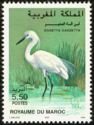 Little Egret (Egretta garzetta)