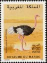 Common Ostrich (Struthio camelus)