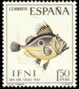 John Dory (Zeus faber)