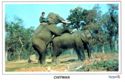 Elephant breeding in Chitwan National Park, Nepal