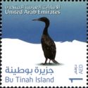 Socotra Cormorant (Phalacrocorax nigrogularis)