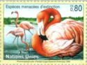 American Flamingo (Phoenicopterus ruber)