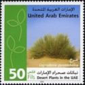 Desert plants in the UAE - Leptadenia pyrotechnica
