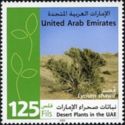 Desert plants in the UAE - Lycium shawii