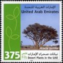Desert plants in the UAE - Acacia tortilis