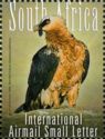 Bearded Vulture (Gypaetus barbatus)