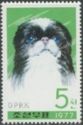 Pekinese (Canis lupus familiaris)